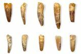 Lot: to Bargain Spinosaurus Teeth - Pieces #133411-1